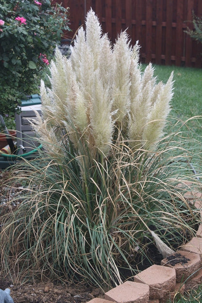 Pampasgras (Cortaderia selloana) 'Pumila'