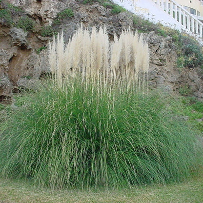 Pampasgras (Cortaderia selloana)