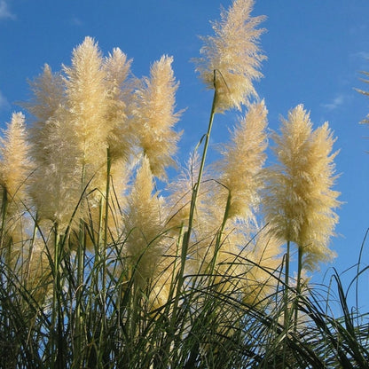 Pampasgras (Cortaderia selloana)