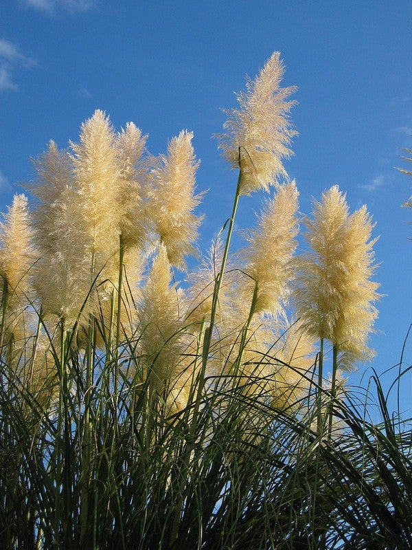 Pampasgras (Cortaderia selloana)