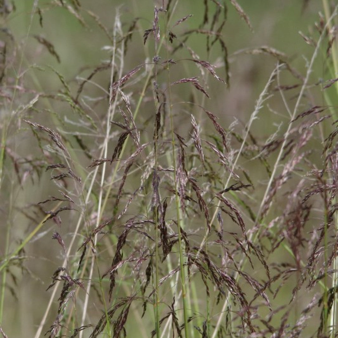 Ruwe smele (Deschampsia cespitosa)