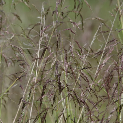 Ruwe smele (Deschampsia cespitosa)