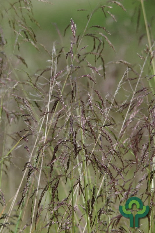 Ruwe smele (Deschampsia cespitosa)