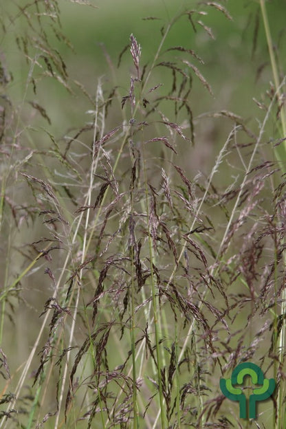 Ruwe smele (Deschampsia cespitosa)