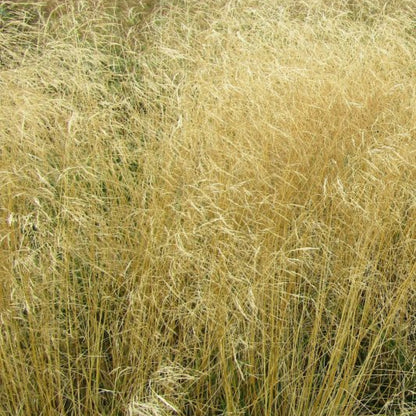 Ruwe smele (Deschampsia cespitosa) 'Goldschleier'