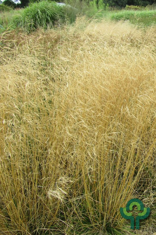 Ruwe smele (Deschampsia cespitosa) 'Goldschleier'