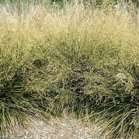 Ruwe smele (Deschampsia cespitosa) 'Goldtau'