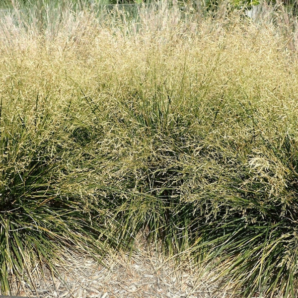 Ruwe smele (Deschampsia cespitosa) 'Goldtau'