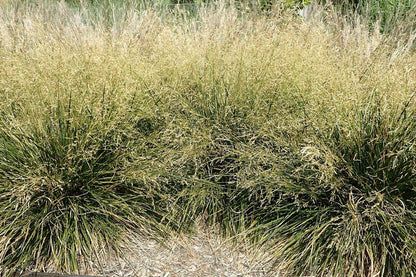 Ruwe smele (Deschampsia cespitosa) 'Goldtau'