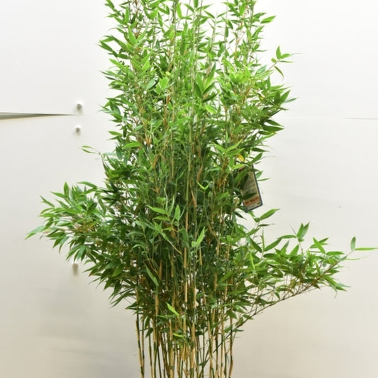 Bamboe (Fargesia) 'Blue Lizard' ®
