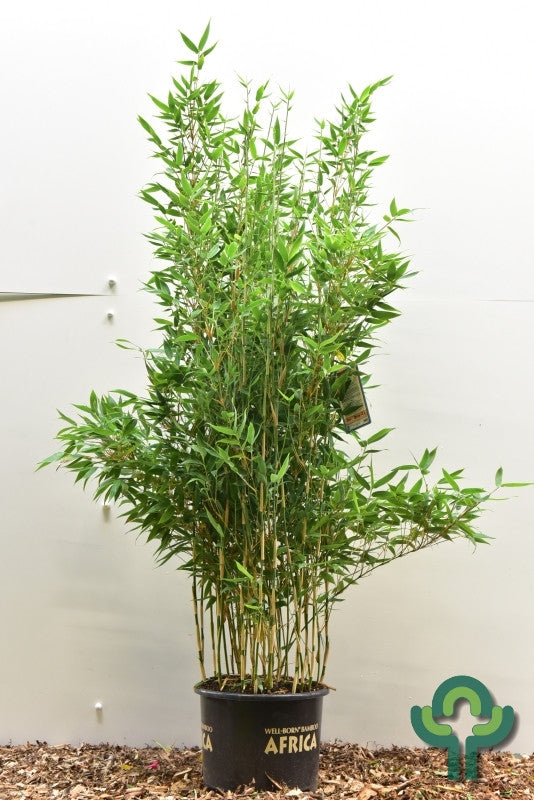 Bamboe (Fargesia) 'Blue Lizard' ®
