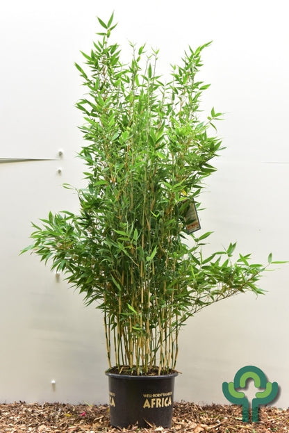 Bamboe (Fargesia) 'Blue Lizard' ®