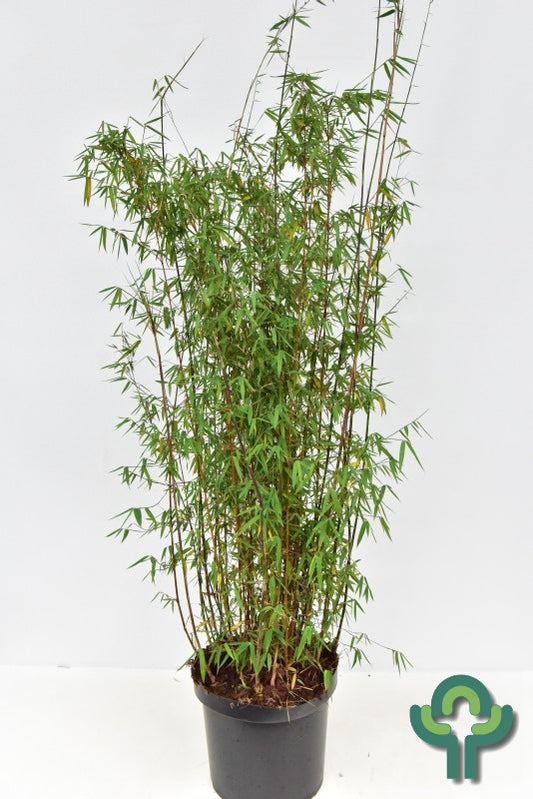 Bamboe (Fargesia) 'Jiuzhaigou 1'
