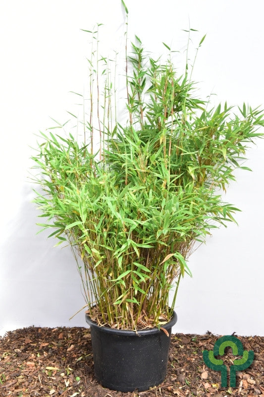 Parapluebamboe (Fargesia murieliae) 'Jumbo'