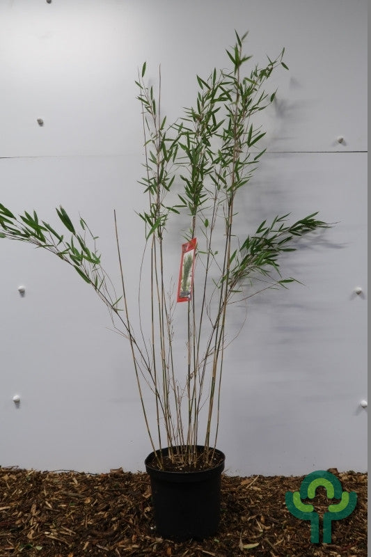 Bamboe (Fargesia nitida) 'Black Pearl'
