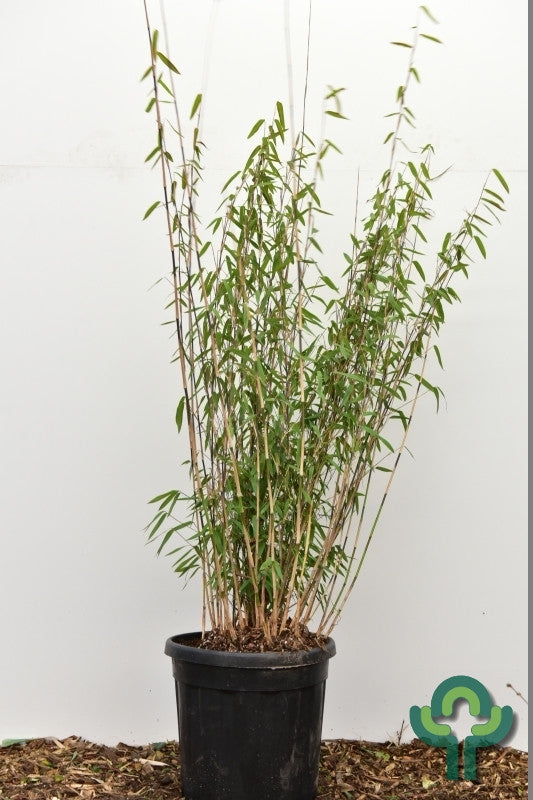 Bamboe (Fargesia nitida) 'Volcano'