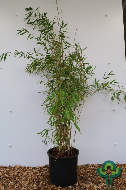 Bamboe (Fargesia) 'Obelisk'