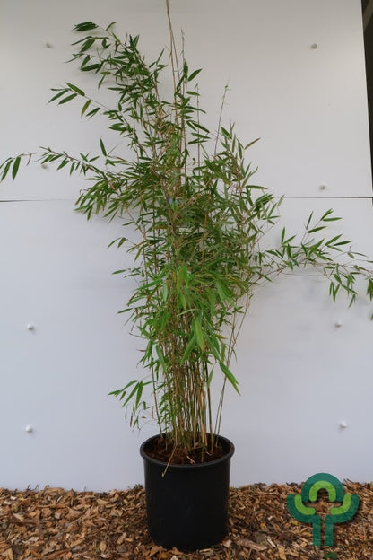 Bamboe (Fargesia) 'Obelisk'
