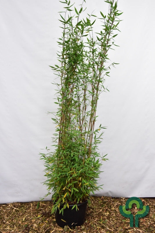 Bamboe (Fargesia) 'Obelisk'