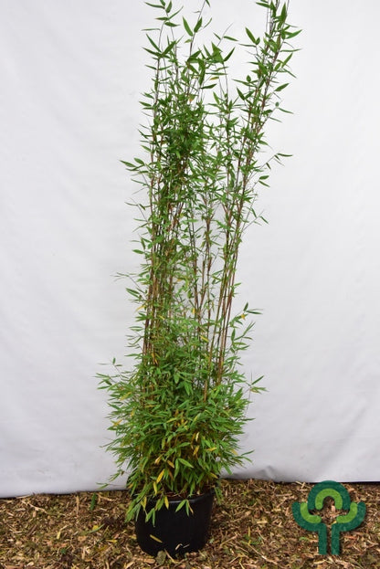 Bamboe (Fargesia) 'Obelisk'