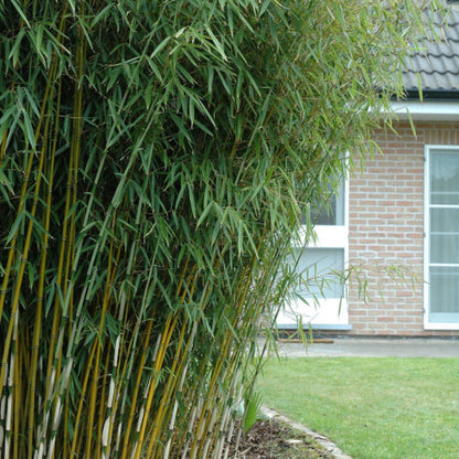 Bamboe (Fargesia robusta) 'Campbell'