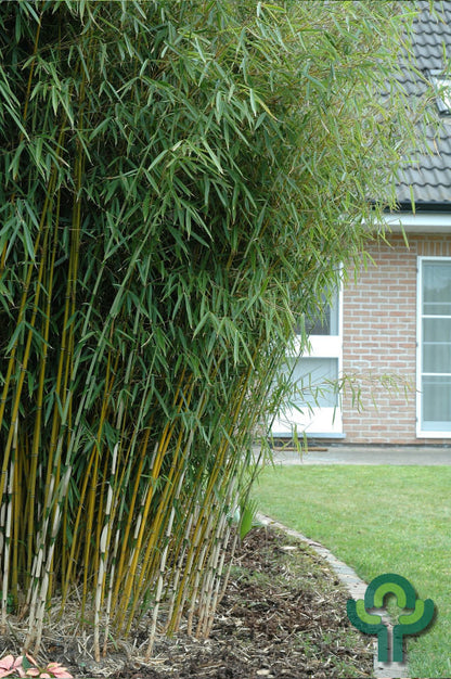 Bamboe (Fargesia robusta) 'Campbell'