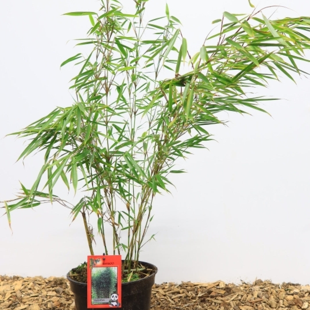 Bamboe (Fargesia robusta) 'Campbell'