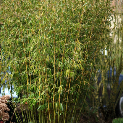 Bamboe (Fargesia robusta) 'Pingwu'