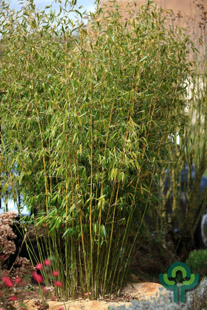 Bamboe (Fargesia robusta) 'Pingwu'