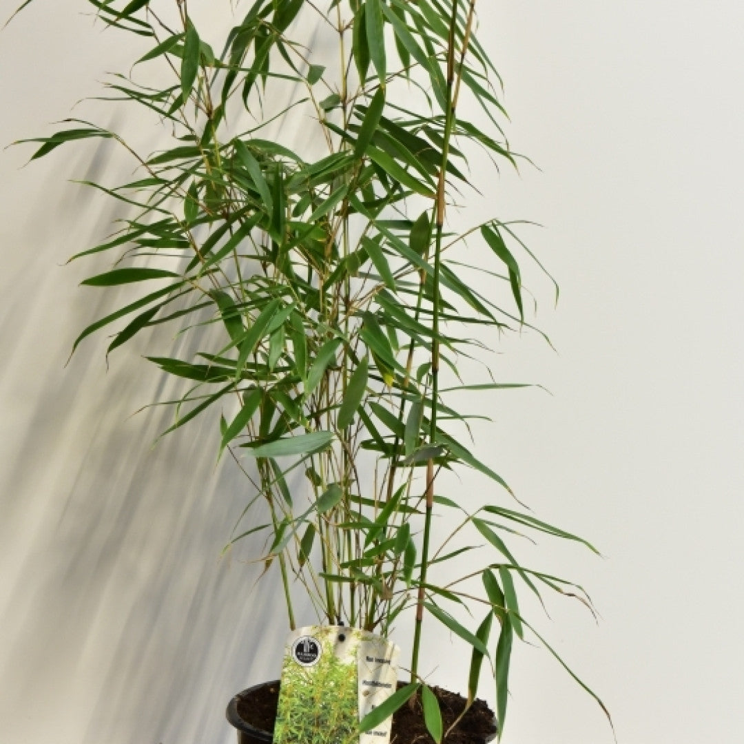 Bamboe (Fargesia robusta) 'Pingwu'