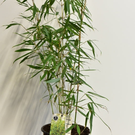 Bamboe (Fargesia robusta) 'Pingwu'