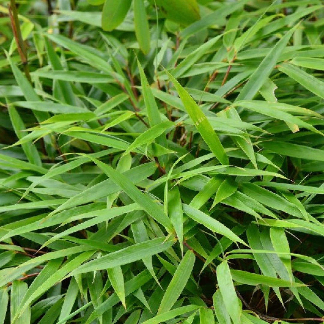 Bamboe (Fargesia rufa)