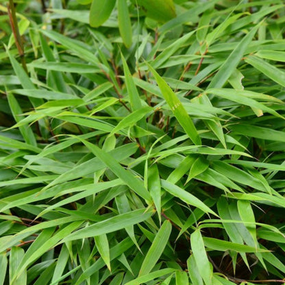 Bamboe (Fargesia rufa)