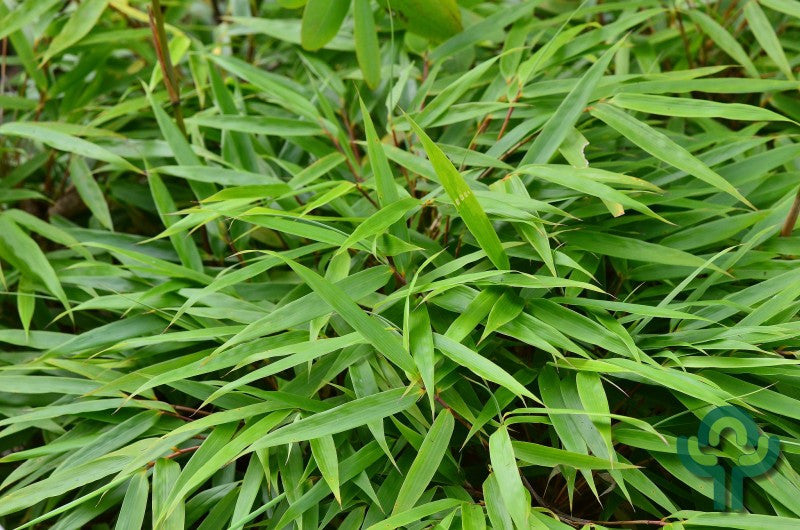 Bamboe (Fargesia rufa)