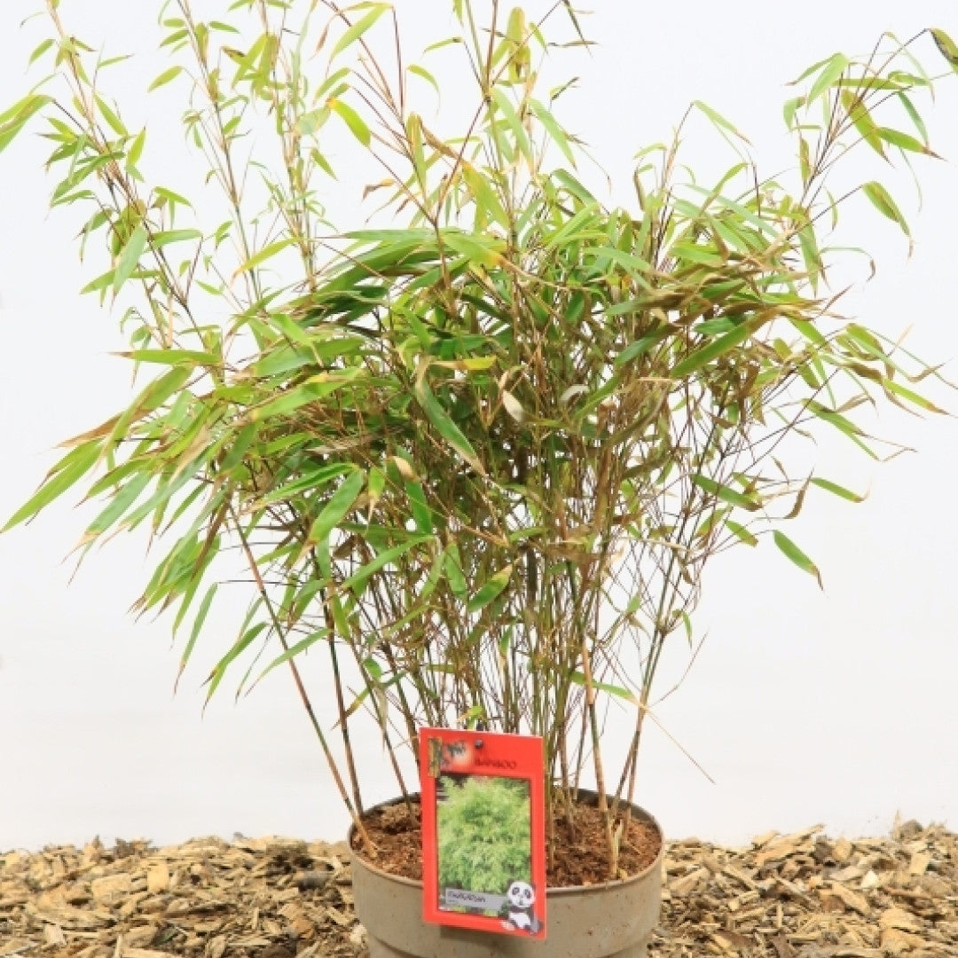 Bamboe (Fargesia rufa)