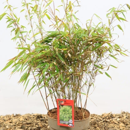 Bamboe (Fargesia rufa)