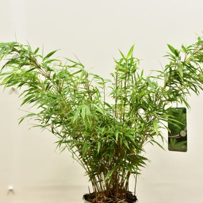 Bamboe (Fargesia rufa)