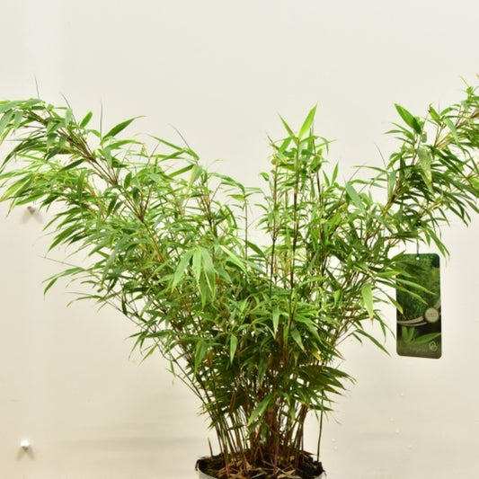 Bamboe (Fargesia rufa)