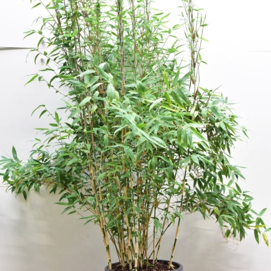 Bamboe (Fargesia) 'Red Zebra' ®