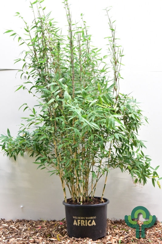 Bamboe (Fargesia) 'Red Zebra' ®