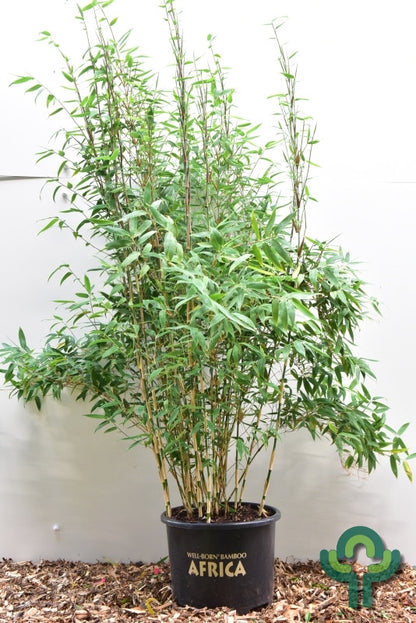 Bamboe (Fargesia) 'Red Zebra' ®