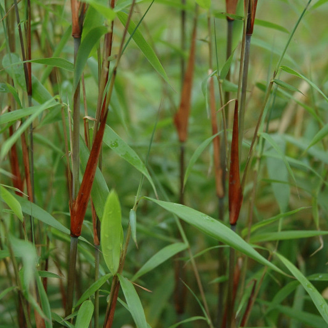 Bamboe (Fargesia scabrida) 'Asian Wonder'