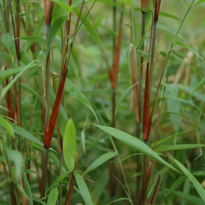 Bamboe (Fargesia scabrida) 'Asian Wonder'