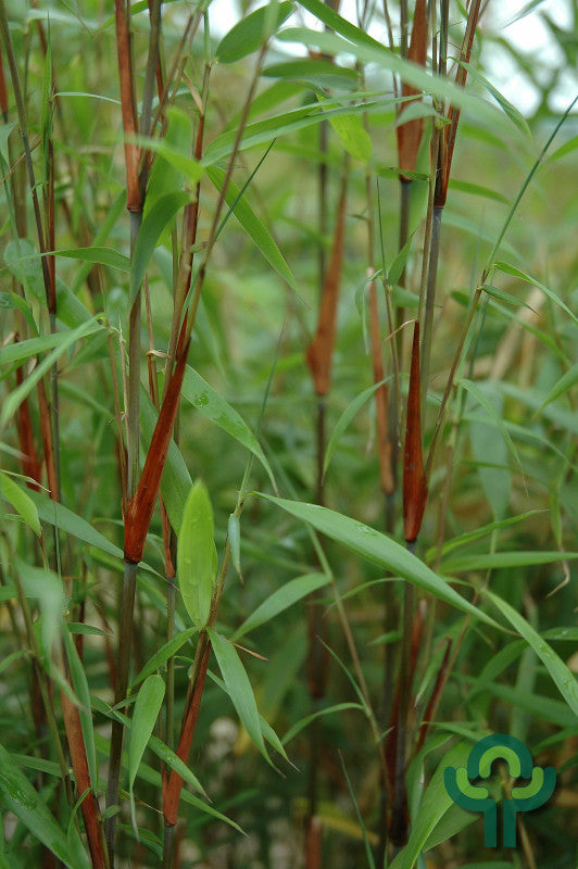 Bamboe (Fargesia scabrida) 'Asian Wonder'