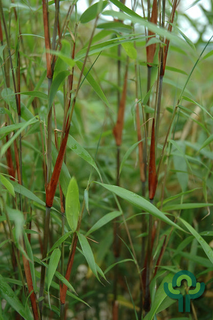 Bamboe (Fargesia scabrida) 'Asian Wonder'