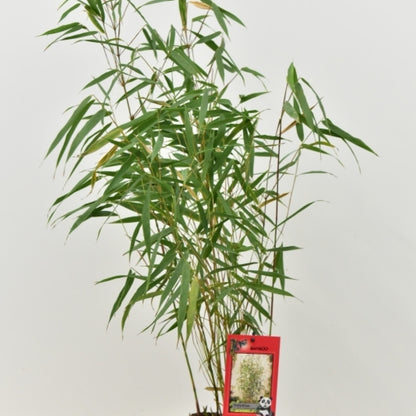 Bamboe (Fargesia scabrida) 'Asian Wonder'