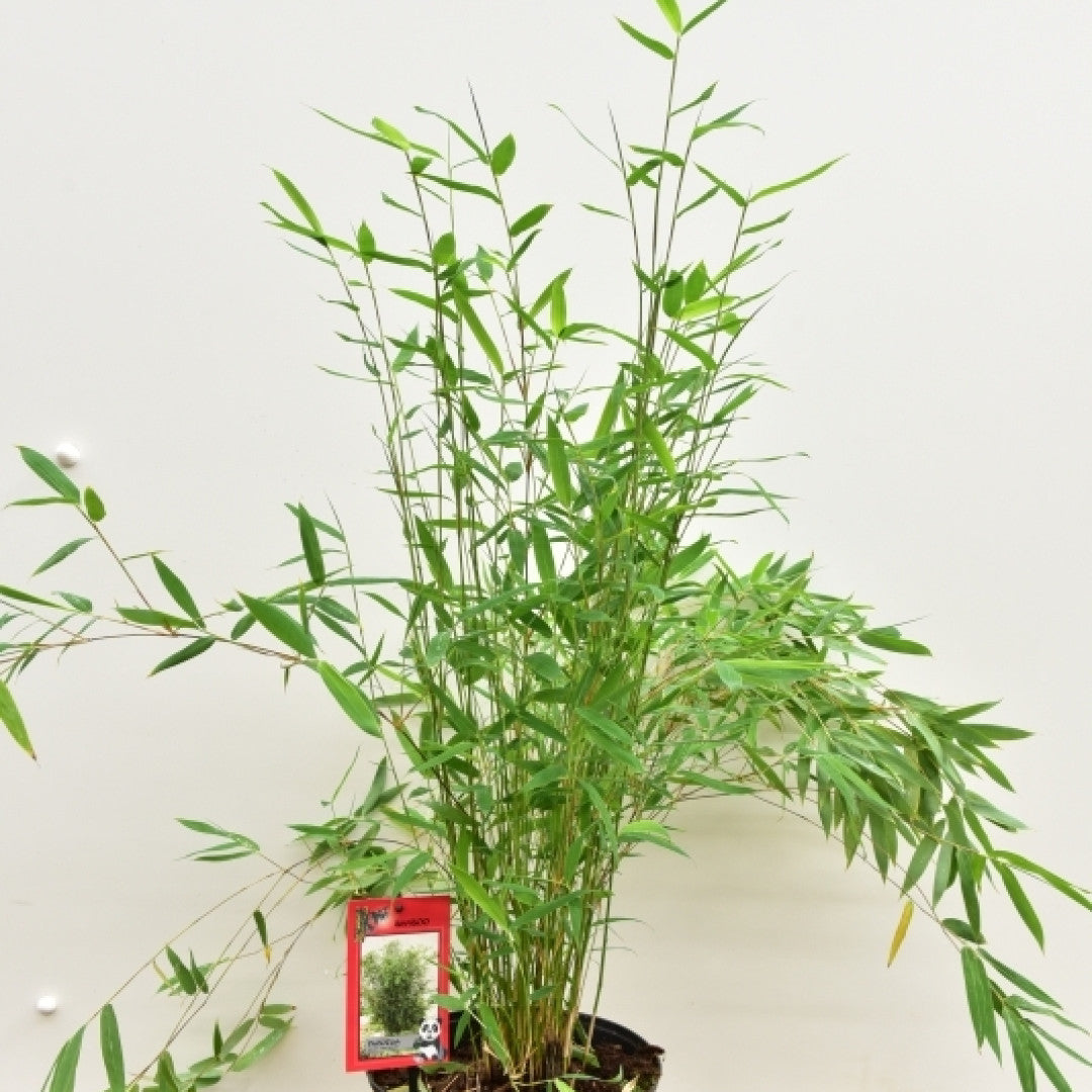 Bamboe (Fargesia) 'Winter Joy'