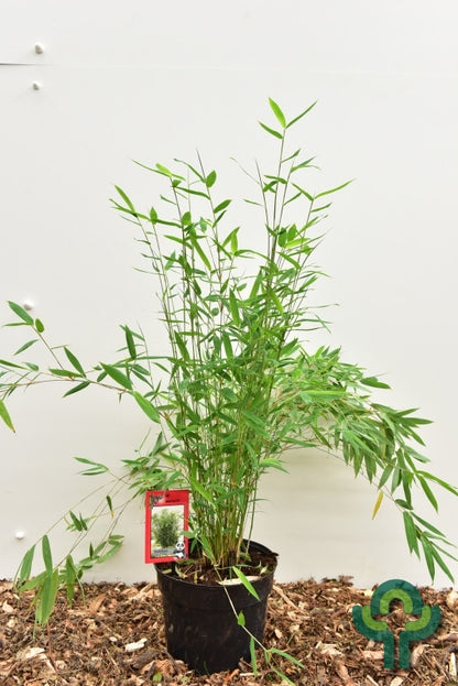 Bamboe (Fargesia) 'Winter Joy'