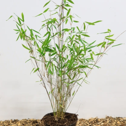 Bamboe (Fargesia) 'Winter Joy'
