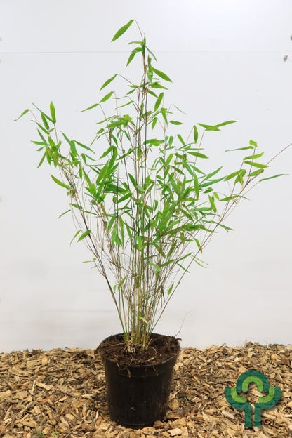 Bamboe (Fargesia) 'Winter Joy'